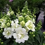 キンギョソウ（八重咲キンギョソウ）：トゥイニー[ツイニー]　ホワイト3～3.5号ポット 6株セット ノーブランド品