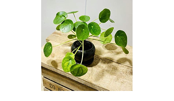 Amazon Co Jp 観葉植物 ピレア ペペロミオイデス 鉢色ブラック モダン陶器鉢 パンケーキプランツ 受皿付 ホーム キッチン Amazon Co Jp 観葉植物 ピレア ペペロミオイデス 鉢色ブラック モダン陶器鉢 パンケーキプランツ 受皿付 ホーム キッチン