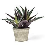 Tripleアロエin Pot 8 "高さ