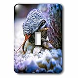 3drose Boehm写真動物 – DwarfレッドTip Hermit Crab – 照明スイッチカバー – シングルトグルスイッチ( LSP _ 255251 _ 1 )