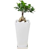 フラワーコーポレーション ガジュマル(多幸の木) 観葉植物 グリーン スクエア陶器鉢植え