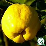 カリン 苗木 【カリン】 1年生 接ぎ木 ポット苗