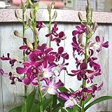 蘭の花 デンファレ鉢植え 5本立て 珍しい花のピンク　花 ギフト 誕生日プレゼント