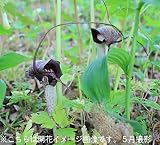 山野草:ウラシマソウ(浦島草) 特大開花球3球【紫桜館山の花屋】