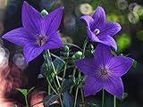 キキョウ Platycodon grandiflorus Campanulaceae 10 Seeds ThailandMrk