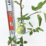 洋梨 苗木 バートレット 12cmポット苗 洋なし 苗 洋ナシ