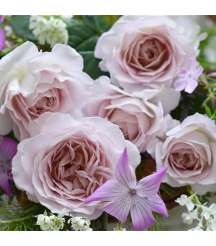 Amazon.co.jp: ［ タフタ 6号鉢 大苗 予約 ］ 鉢植え バラ 薔薇 河本