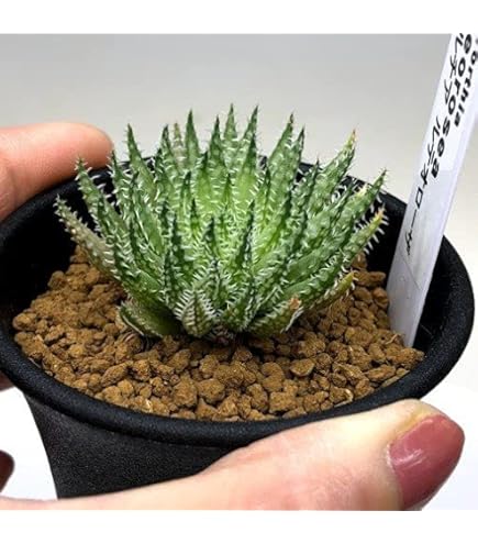 Amazon.co.jp: 令和5年採る ハオルチア 竹虎種子 30粒 : DIY