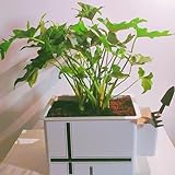 多機能分離栽培花野菜果物健康植木鉢です (白です)