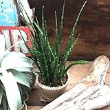 サンスベリア・ファーンウッド ミカド ☆空気浄化 マイナスイオン ガーデニング インテリア サボテン オシャレ 観葉植物