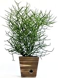 木製５寸ミルクブッシュ