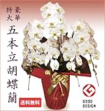 生花 胡蝶蘭 白 5本立て、45-50 高さ約 85cm