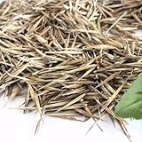 Rosepoem 100ピースティンワグリーンPhyllostachys Pubescens Moso - 竹の種子ガーデンバンブー