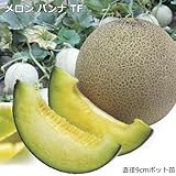 接ぎ木 メロン 苗 パンナＴＦ 9cmポット