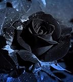 Egrow 100PCSブラックローズ種子美しい花の種子ホームガーデン盆栽