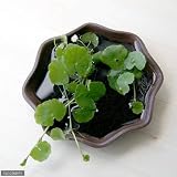 (水草)私の小さなアクアリウム ～ときめき かわいい丸葉のアマゾンチドメグサ(益子焼 苔受皿 深小 赤楽)～ 本州・四国限定[生体]
