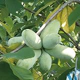 ポポー苗木 【ミッチェル】 2年生 接木苗 スリット鉢植え