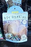 果樹苗　接木　キウイ　早生オス　1年生　【送料込価格】