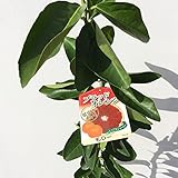オレンジ 苗木 ブラッドオレンジ（モロー） 13.5cmポット苗 オレンジ苗