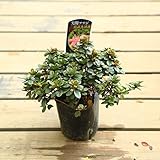 希少・絶滅危惧種　苗：尖閣つつじ（センカクツツジ）