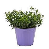 花市場直送便 花苗 アレナリアモンタナ 12入