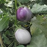【メール便配送】　国華園　野菜たね　ナス　ロッサビアンコ　1袋(1ml)【※発送が国華園からの場合のみ正規品です】