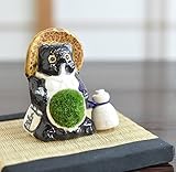 信楽たぬきの苔盆栽 たぬきシリーズ (パパたぬき 単体)