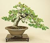 いよじ園 【】 杜松 / トショウ 山取木 貴風盆栽 （松柏盆栽 いよじ園）