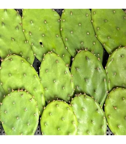 Amazon｜ウチワサボテン：オプンチア ベルゲリアナ*カット苗｜観葉植物