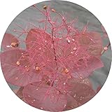 スモークツリー・グレース 3年生苗