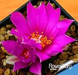 Time-Limit!!Cactus Flowers 100Seed/Bag Cactus plant seed Rare plant seeds Foliage magical garden & h