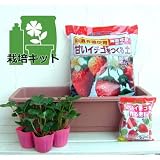 いちごプランター栽培キット：紅ほっぺ3株セット[夏秋どり] ノーブランド品