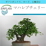 SAFLAX - ギフトセット - マハレブチェリー - 30 個の種。- ギフトボックス、カード、ラベル、鉢植え用土壌を含みます。 - Prunus mahaleb