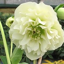 51zbqTaql4L._AC_UL210_SR210,