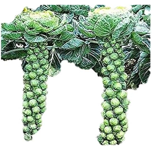 1株に約90個収穫できる アイスランド子持ちキャベツ 種 40粒 野菜 Amazon