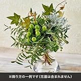 切り花 花材 飾って楽しむ「ヴェール クレール」 日比谷花壇