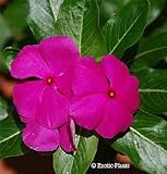 Vinca rosea - Madagascar periwinkle - 100 seeds