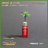 【ミニチュア観葉植物】「ピコツリー　ナギの木」コスメ感覚ミニボトル「コスメリーフ　7月誕生石色　ルビー」付き　【土なし　清潔　水やり簡単　セラハイト】　　「NHK大河ドラマ　女城主　直虎」で「愛しいも