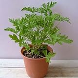 蚊連草(蚊よけ植物かれんそう）5号鉢植え[虫よけに人気] ノーブランド品
