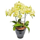胡蝶蘭 ギフト 6号鉢 3本立 イエロー／ラッピング＆メッセージ無料花のプレゼント 生花 鉢植え 開店祝いに 母の日 父の日 敬老の日 おじいちゃん おばあちゃん
