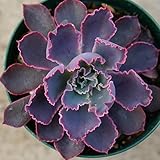 ネオンブレーカーズ 7.5cmポット エケベリア Echeveria 'Neon Breakers' 福岡県産 多肉植物 多肉 観葉植物 インテリアグリーン 寄せ植えに