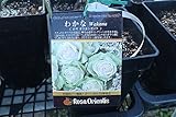 【花苗】【バラ苗大苗】　わかな　(京阪園芸)　【期間限定】