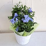 [ギフトに]プルンバーゴ[プランバーゴ]（ルリマツリ）：ブルー5号鉢植え白バスケット入り ノーブランド品