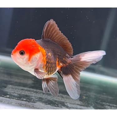 Amazon.co.jp 最新リリース: 生体（観賞魚・水中生物） の新着