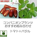コンパニオンプランツ栽培セット：イタリアントマトサンマルツァーノレッドマジックとバジル ノーブランド品