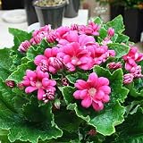 季節の鉢花　サイネリア5号鉢植えかご付　「赤：濃いピンク系」　ボリュームある春の鉢植え