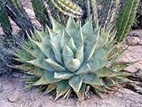 【多肉植物/種子】Agave Deserti★アガベ・デザーティ◎淡いブルーの葉の耐寒性あるリュウゼツラン科アガベ◆5粒♪ [並行輸入品]