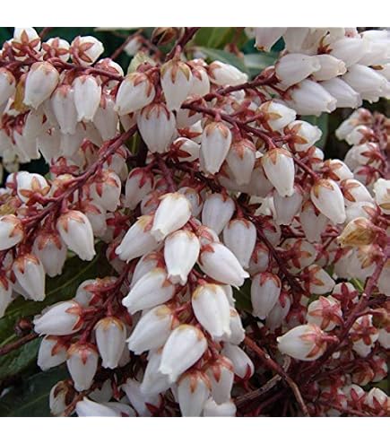 Amazon | SORA 紅花アセビ H700～900mm（鉢底より） | 植木