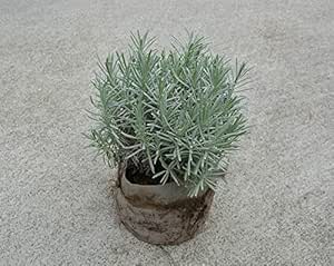 Amazon 自信の自家生産 ラベンダー 30cm ボリューム お庭の 低木に ハーブ 苗 植木 庭木 苗木 植木