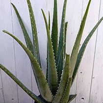 アロエベラ 抜き苗 2つ I アロエ 不夜城（ノビリス） 小株抜き苗セット（2苗） - メルカリ